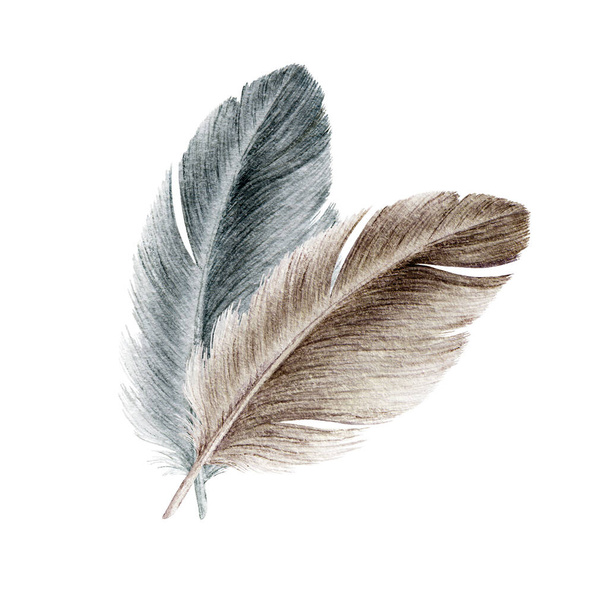 Bird grey and brown feather watercolor realistic illustration. Duck or goose soft natural down image. Fluffy smooth couple of quills image isolated on white background - Фото, зображення