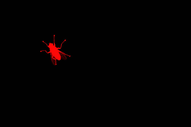 Silueta de mosca roja sobre fondo negro aislado de cerca macro, ilustración de insectos dipteros chupasangre, símbolo de insecto de plaga, signo de ciencia entomológica, concepto de peligro, patrón animal abstracto, espacio de copia
 - Foto, Imagen