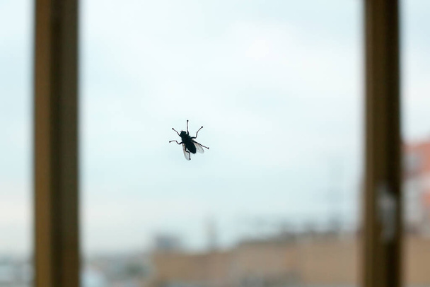 Большой силуэт черной мухи на оконном стекле на голубом небе и городском фоне крупным планом, насекомое-кровосос, защита от укусов насекомых, переносчики болезней и концепция распространения эпидемии, копировальное пространство
 - Фото, изображение
