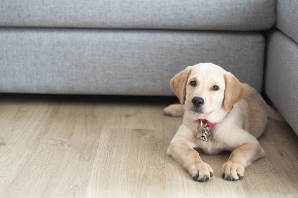 Schöne Labrador Retriever Puppy sitzt auf Laminatholzhintergrund. Labrador Retriever Portrait spielt im Wohnzimmer. Glücklicher Labrador Retriever wartet im Wohnzimmer. Niedlicher Welpe ruht sich zu Hause aus. - Foto, Bild