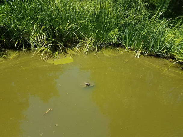 мутная вода с зелеными травами и черепахой
 - Фото, изображение