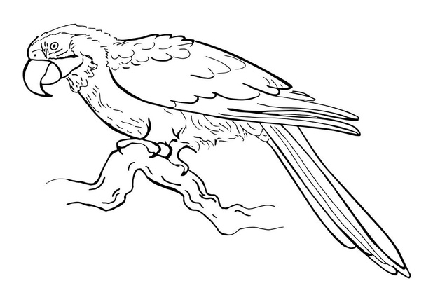 Loro pluma tinta dibujada a mano sobre fondo blanco. Pájaro tropical. Ilustración vectorial. Perfecto para colorear libro, impresión, tarjeta
. - Vector, Imagen