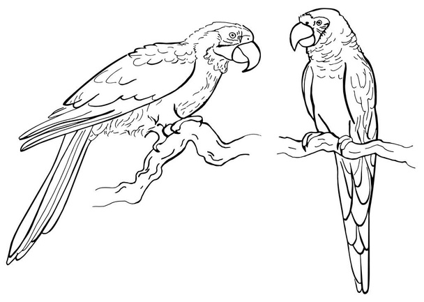 Loro pluma tinta dibujada a mano sobre fondo blanco. Pájaro tropical. Ilustración vectorial. Perfecto para colorear libro, impresión, tarjeta
. - Vector, imagen