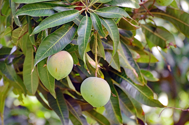 Een stelletje onrijpe mango 's hangend aan een mangoboom in een plantage in Maui, Hawaii, USA - Foto, afbeelding