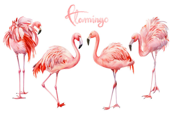 set of pink flamingo on an isolated white background, watercolor illustration - Photo, Image