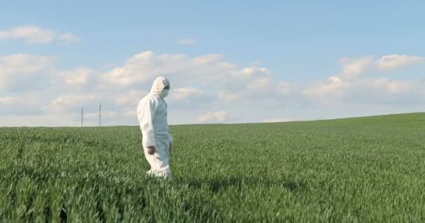 Side view on Caucasian male farmer ecologist in white protective costume and goggles walking in green field in summer. Man scientist and biologist strolling the margin with eco harvest. - Video