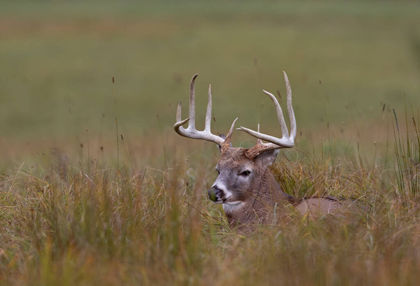 Troféu Buck veado de cauda branca descansando na grama durante a rotina no outono no Canadá
 - Foto, Imagem