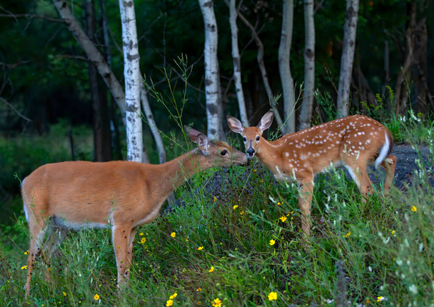 White-tailed deer fawn and doe share a tender moment in the forest in Canada - Fotoğraf, Görsel