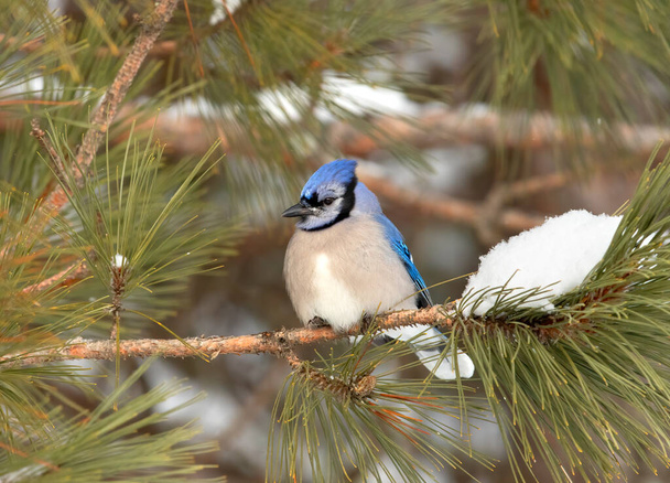 Blue Jay (Cyanocitta cristata) perched on a snow covered branch in Algonquin Park, Canada - Zdjęcie, obraz