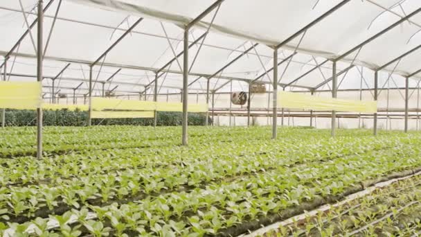 Növénysorok nőnek egy nagy üvegházban - Felvétel, videó