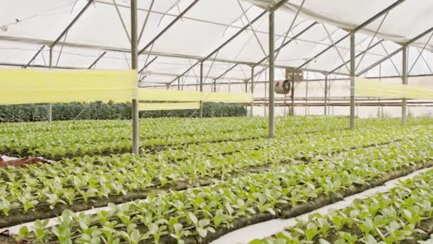 Pflanzenreihen, die in einem großen Gewächshaus wachsen - Filmmaterial, Video