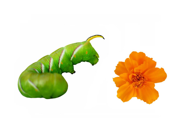 Oruga mariposa verde y flor de caléndula naranja
. - Foto, imagen