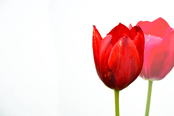Two tulips against a light wall close-up. One in focus, the other blurred in the background. Beautiful red flowers on the stem. - Fotografie, Obrázek