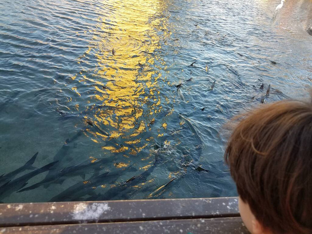 child watching pelicans, tall white crane, and tarpon fish in the water in La Guancha in Ponce, Puerto Rico - Photo, Image