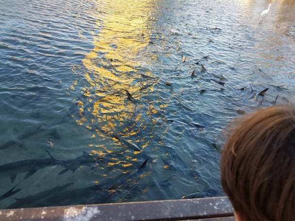 Дитина дивиться на пеліканів, високих білих журавлів і тарпонів у воді в Ла - Гуанча (Понсе, Пуерто - Рико). - Фото, зображення