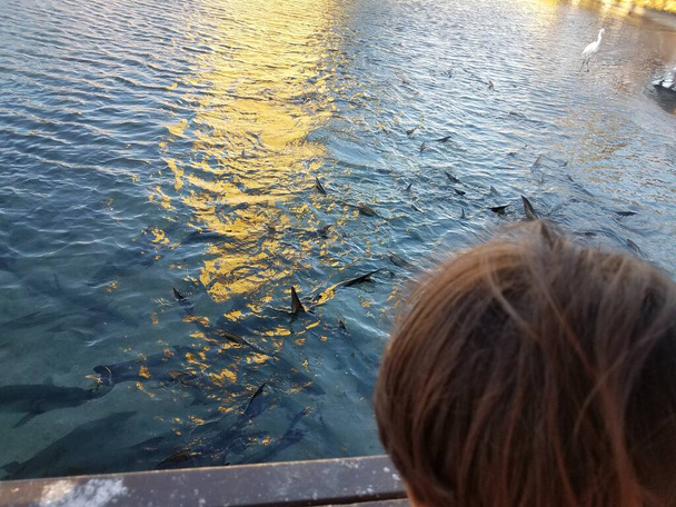 child watching pelicans, tall white crane, and tarpon fish in the water in La Guancha in Ponce, Puerto Rico - Photo, Image