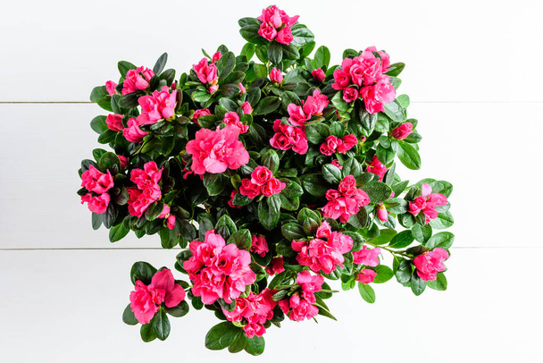 Primer plano de azalea magenta rosa o planta de Rhododendron con flores en plena floración en una maceta marrón aislada en una mesa blanca, vista lateral con espacio para el texto, para el Día de San Valentín o el Día de la Madre
 - Foto, imagen