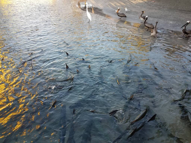 pélicans et les oiseaux et les poissons tarpon dans l'eau en La Guancha à Ponce, Puerto Rico - Photo, image