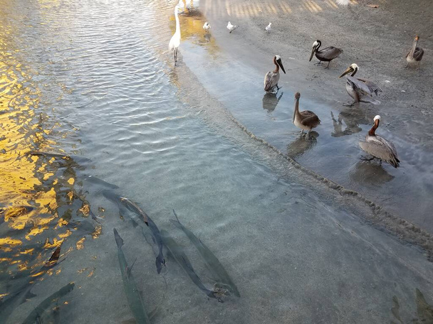 Пелікани й птахи спостерігають, як риба - тарпон плаває у воді в Ла - Гуанча (Понсе, Пуерто - Рико). - Фото, зображення