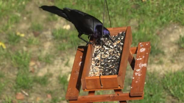 Közönséges grackle, egy fekete madár kék színű toll eszik magokat a piknik asztali madár etető - Felvétel, videó