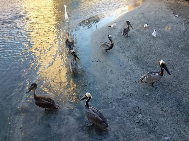 aves pelicanas e água e areia em Aguadilla, Porto Rico
 - Foto, Imagem
