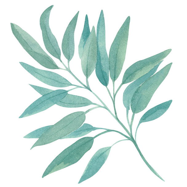 Watercolor illustration of green eucalyptus branch with foliage Hand-painted flora composition for wedding invitations, greeting cards, birthday parties, decor, wall art - 写真・画像