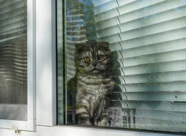 Scottish fold cat outside the window. Looking outside - Photo, Image