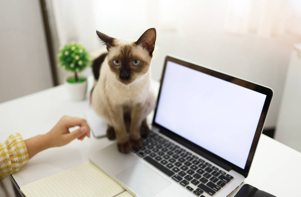 Coronavirus. Business woman working from home with cat Concept home quarantine, COVID-19, Coronavirus outbreak situation - 写真・画像