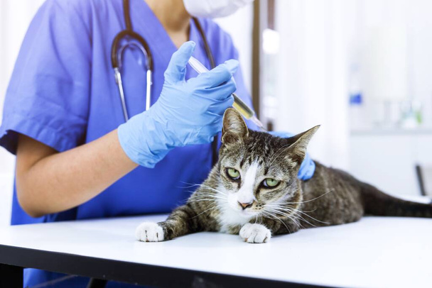 Gato en mesa de examen de la clínica veterinaria. Atención veterinaria. Médico veterinario y gato - Foto, Imagen