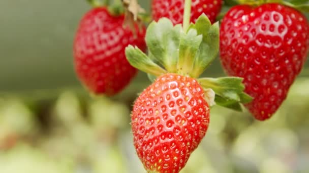 Gros plan sur les grandes fraises mûres dans une serre - Séquence, vidéo