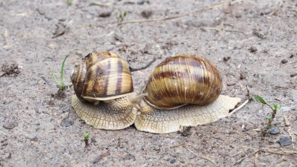 Deux escargots sur terre après la pluie (Helix Pomatia ) - Séquence, vidéo