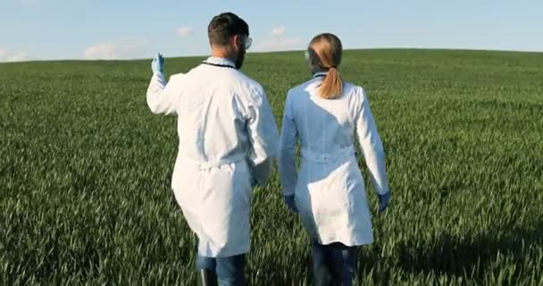 Traseira em brancos cientistas ecologistas masculinos e femininos em vestidos brancos andando em campo verde e falando enquanto examina a colheita. Homem e mulher a passear na margem. Visão traseira no par de biólogos
. - Filmagem, Vídeo