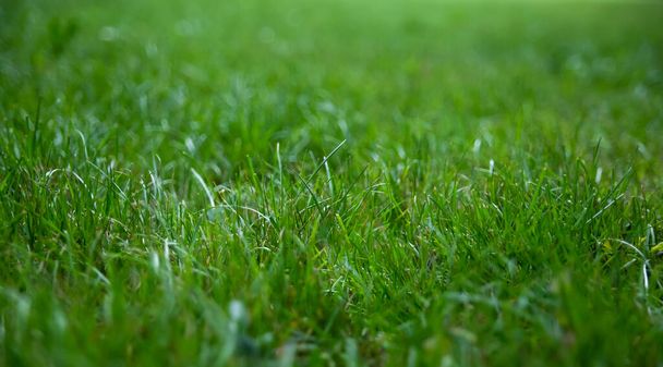 新鮮な緑の草。草の背景 - 写真・画像