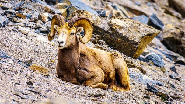 カナダのアルバータ州ジャスパー国立公園に敷設されたビッグホーン羊 - 写真・画像