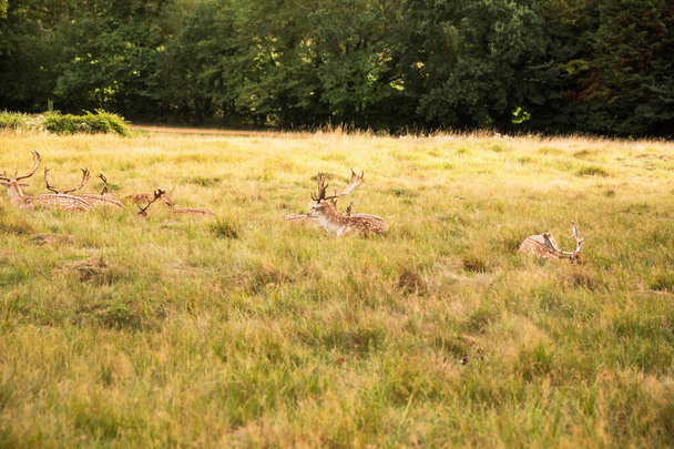 Gruppo di cervi maculati rossi seduti nel parco Richmond, Londra
. - Foto, immagini