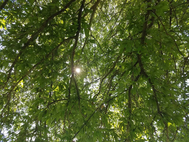 hohe grüne Bäume, durch die die Sonne scheint - Foto, Bild