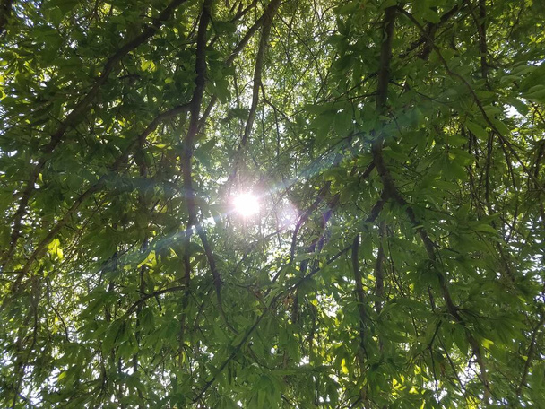 ψηλά πράσινα δέντρα με το φως του ήλιου να λάμπει μέσα - Φωτογραφία, εικόνα