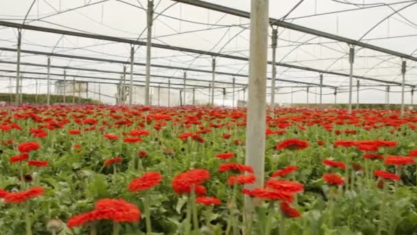 Gerbera flowers in many colors growing inside a large greenhouse - Footage, Video