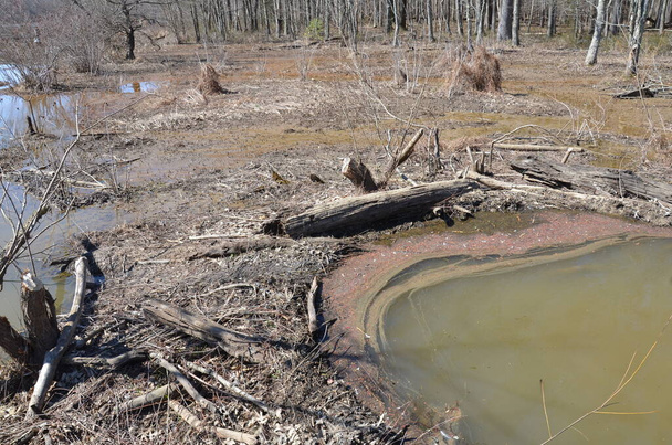 agua del lago con presa de castor y palos y troncos
 - Foto, imagen