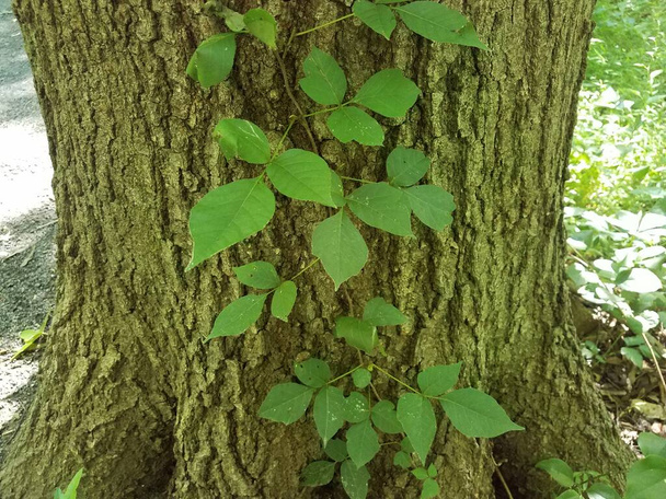 Κισσός αμπέλου που αναπτύσσεται στον κορμό του δέντρου στο δάσος ή στο δάσος - Φωτογραφία, εικόνα