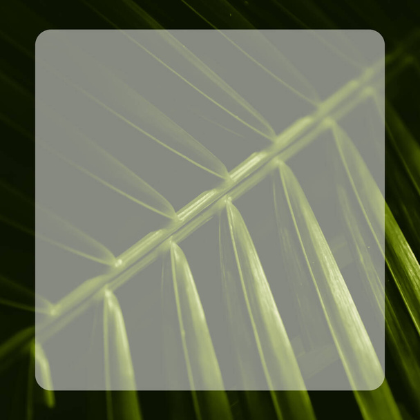 Illustration of a tropical green leaf with lines along the leaf in a frame - Photo, image