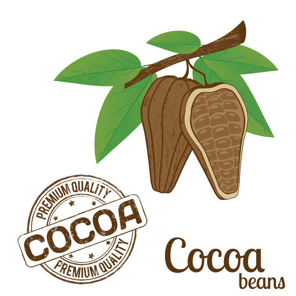 ココア豆、ココアのスタンプ - ベクター画像