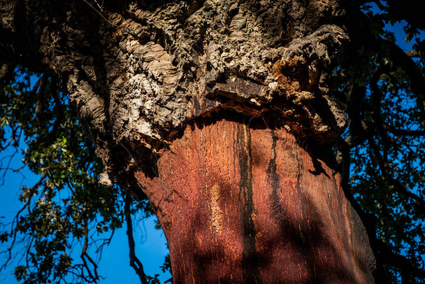 Cork oak along the path in Castagneto Carducci, in the heart of the Maremma of Livorno, in the center of the Etruscan coast, trekking among the dirt roads around the medieval village - Фото, изображение