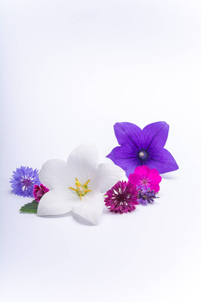 Flores brancas e roxas sino e flores de milho perto, isolado no espaço cópia fundo branco
 - Foto, Imagem