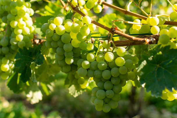 Viinitarha, jossa kasvaa valkoviinirypäleitä, rieslin- tai chardonnay-rypäleitä kesällä - Valokuva, kuva
