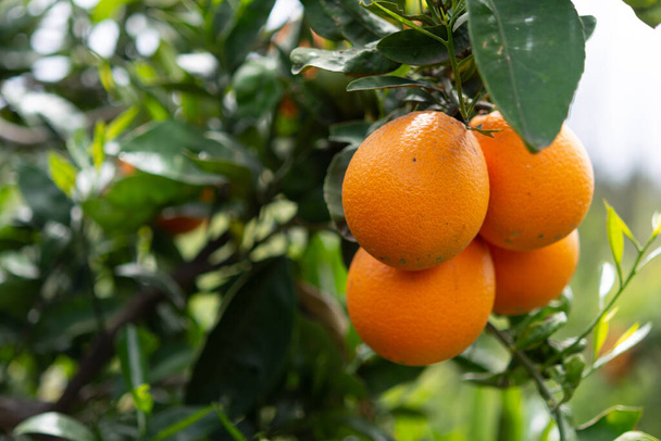 Pomarańczowy plantacja owoców cytrusowych na Peloponezie, Grecja, nowe zbiory słodkich soczystych pomarańczy - Zdjęcie, obraz