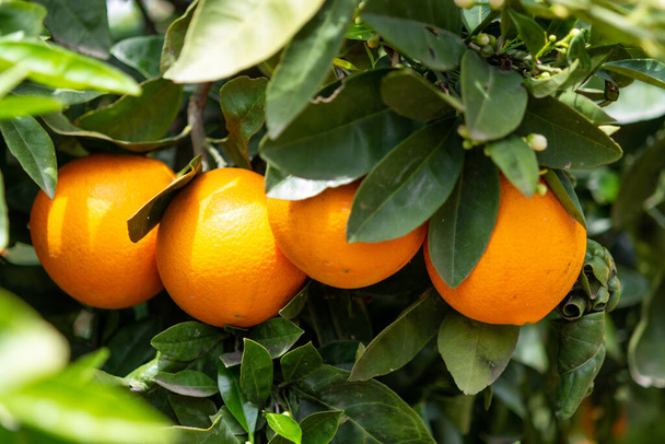 Yunanistan, Mora 'da turuncu turunçgil tarlası, yeni tatlı portakal hasadı. - Fotoğraf, Görsel
