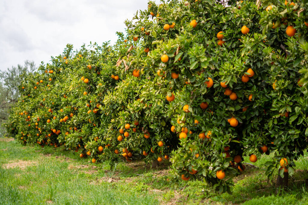 Время сбора урожая на апельсиновом саду в Греции, спелые желтые апельсины цитрусовые
 - Фото, изображение