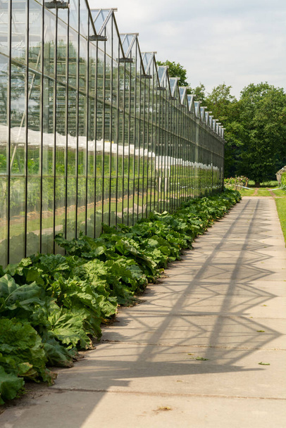 Zemědělství v Nizozemsku, skleníkový exteriér za slunečného dne - Fotografie, Obrázek