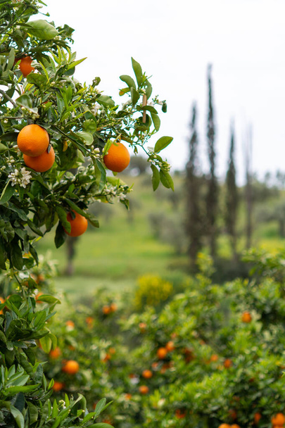 ペロポネソス半島のオレンジ柑橘類の果樹園、ギリシャ、甘いジューシーなオレンジの新しい収穫 - 写真・画像